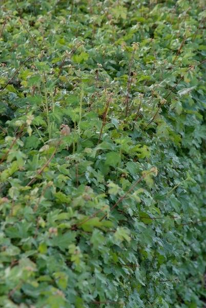 Acer campestre - Racine nue - 100/125 - 75x