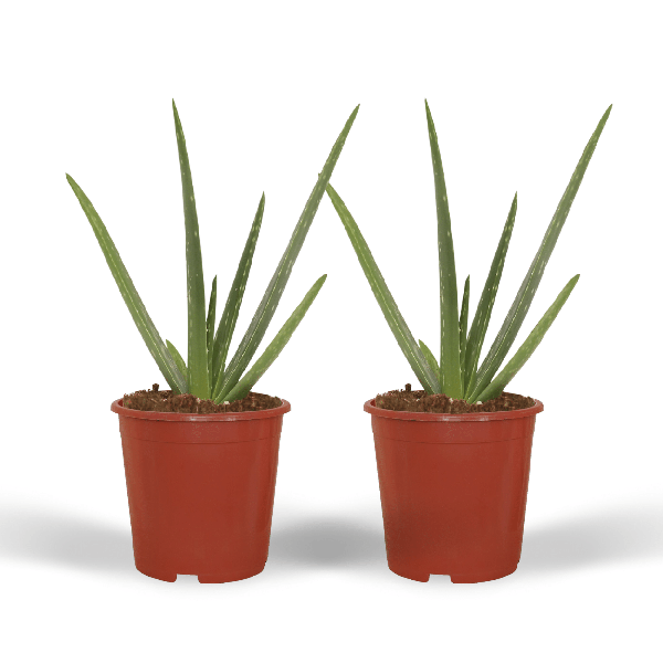 2x Aloe vera - Succulente - 40cm - ø12