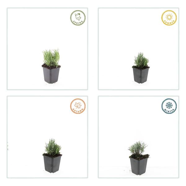 Lavandula ang. 'Dwarf Blue' - ↕10-25cm - Ø9cm - 60x