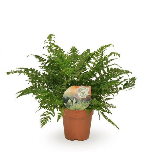 Polystichum Tsussimense / Athyrium - Ø12cm - ↕30cm