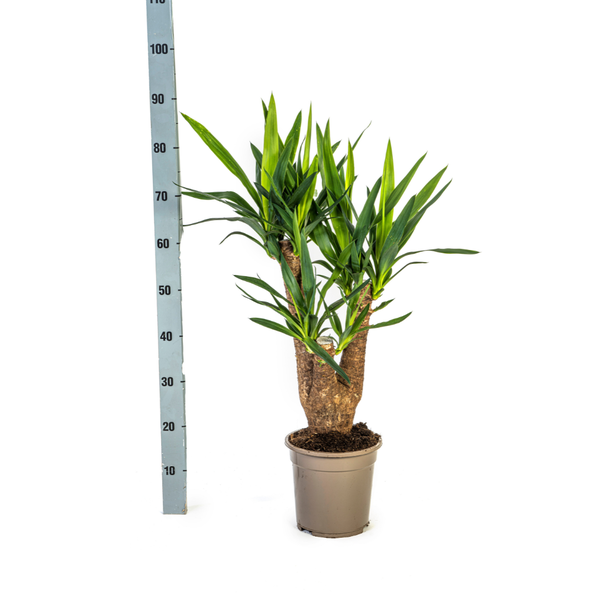 Yucca Éléphantipes Ø21cm - ↕65cm