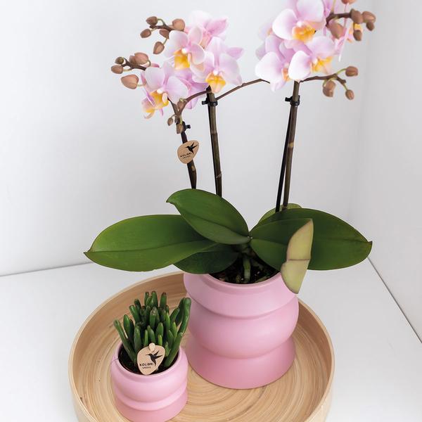 Orchidées colibris | COMBI DEAL de 2 Orchidées phalaenopsis roses - Andorre - taille du pot Ø9cm | plante d'intérieur à fleurs - fraîchement sortie du producteur