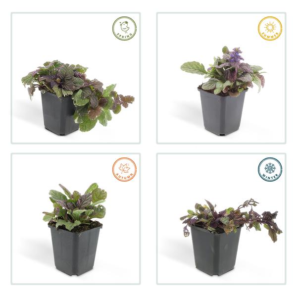 Ajuga reptans 'Burgundy Glow' - ↕10-25cm - Ø9cm - 60x