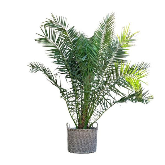 Phénix Canariensis - 300cm - ø40