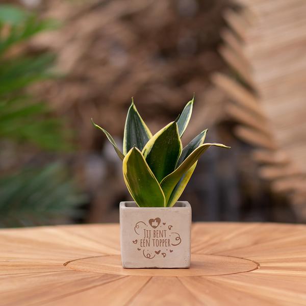 Congreetz® plantpots + Sansevieria | Jij bent een topper