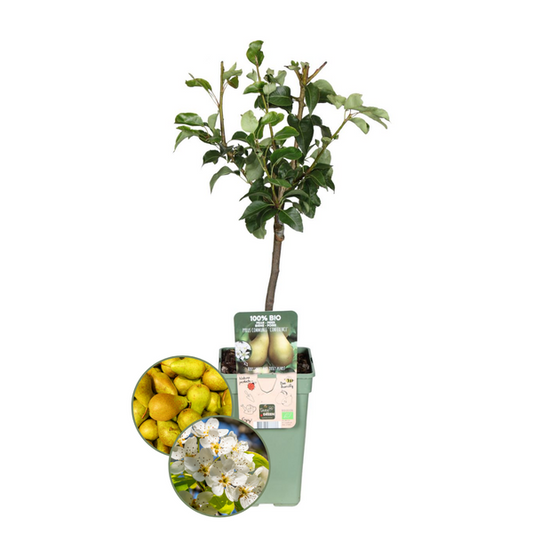 Pyrus Poirier Bio - 1 x Ø 20 cm - ↨ 60 cm