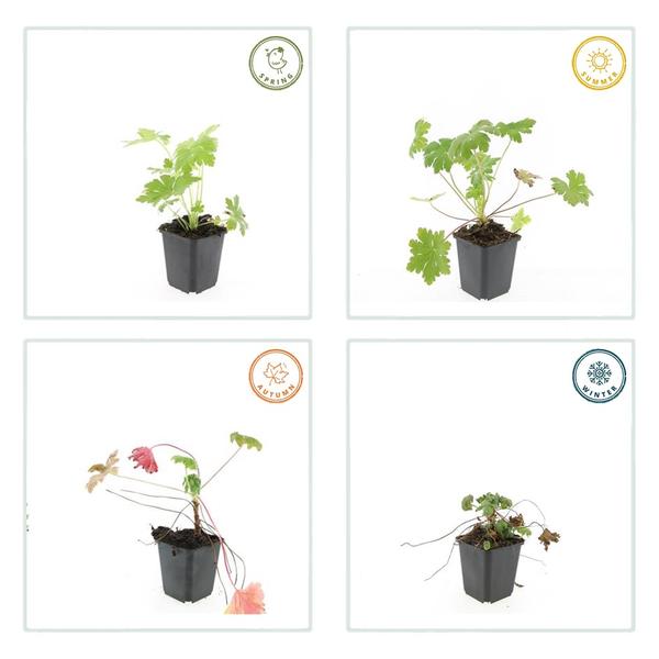 Geranium macr. 'Ingwersen's Var.' - ↕10-25cm - Ø9cm - 60x