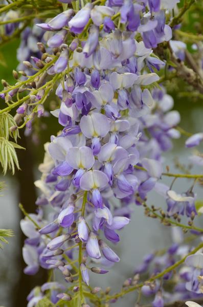 2x Glycine sinensis 'Caroline' - ↨65cm - Ø15