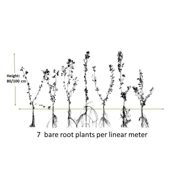 Acer campestre - Bare root - 80/100 - 75x