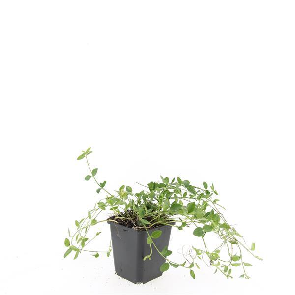 Vinca minor 'Gertrude Jekyll' - ↕10-25cm - Ø9cm - 60x