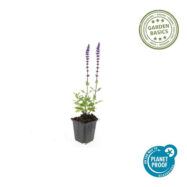 Salvia nem. 'Caradonna' - ↕10-25cm - Ø9cm - 60x