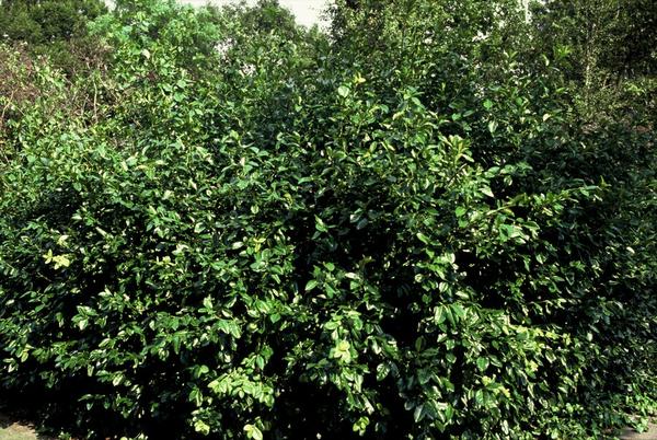Euonymus fort. 'Coloratus' - ↕10-25cm - Ø9cm - 60x