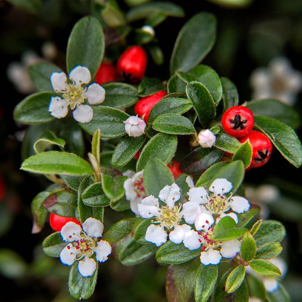Cotoneaster dam. 'Major' - ↕25cm - Ø9cm - 6x