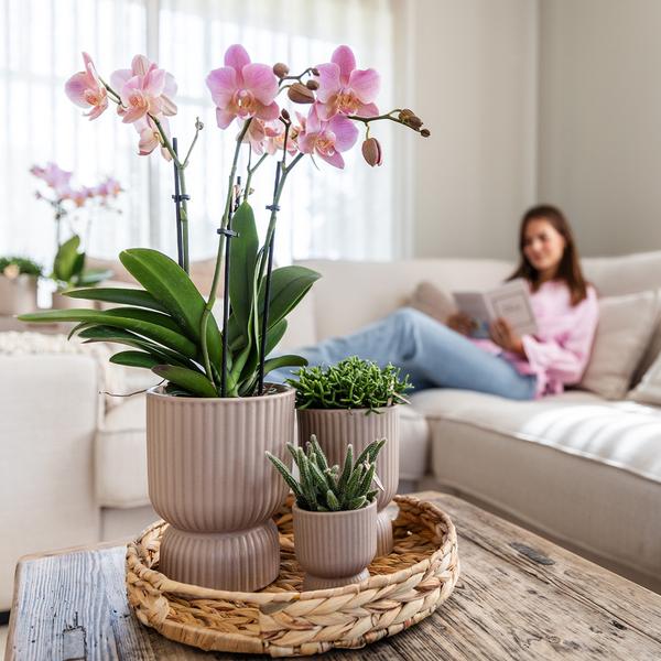 Kolibri Orchids | gele Phalaenopsis orchidee - Mexico + Diabolo pot sand - potmaat Ø9cm | bloeiende kamerplant - vers van de kweker