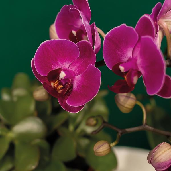 Compagnie des Colibris | Coffret Hôtel Chic | Ensemble de plantes avec orchidées Phalaenopsis violettes et plantes succulentes, avec pots décoratifs en céramique.