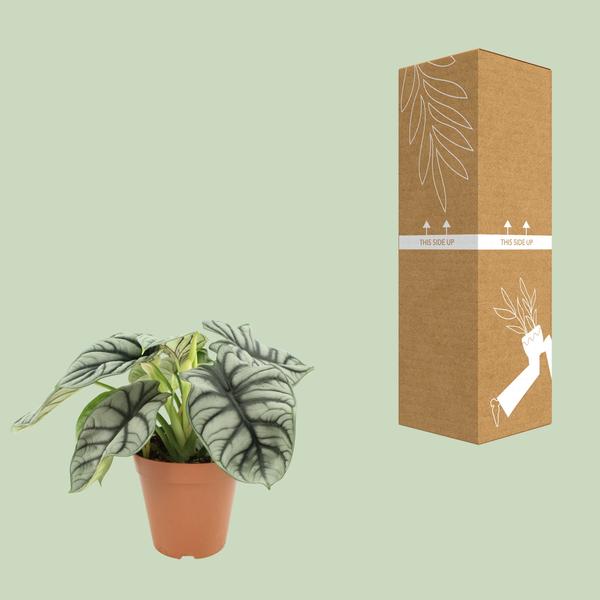 Dragon d'Argent Alocasia - Ø12 ↕25-45