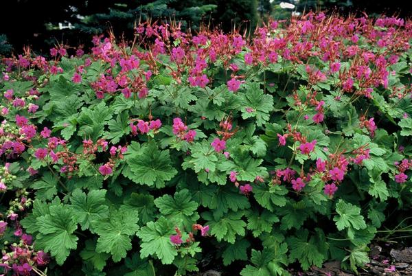 Geranium macr. 'Czakor' - ↕10-25cm - Ø9cm - 60x