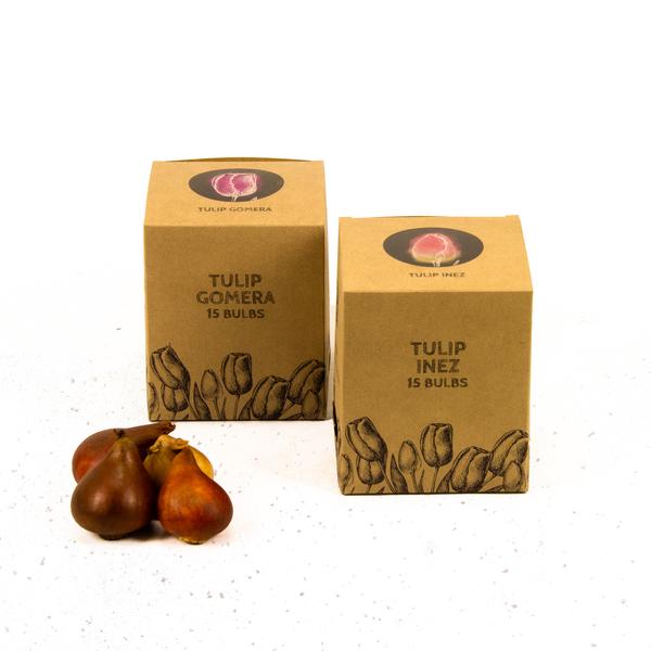 Flowerbulbs Amsterdam - Appie's Best - 30 bulbes de fleurs - Taille 12+