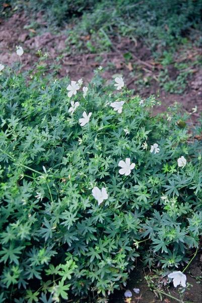 Geranium sang. 'Album' - ↕10-25cm - Ø9cm - 60x