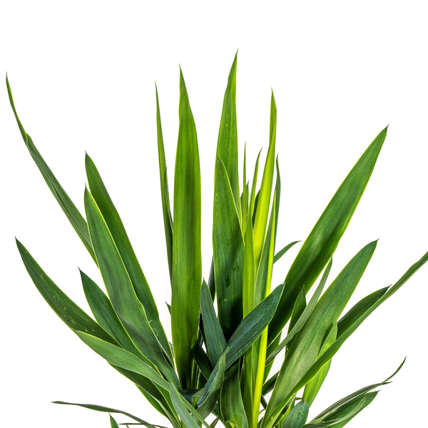Yucca Éléphantipes Ø19cm - ↕80cm