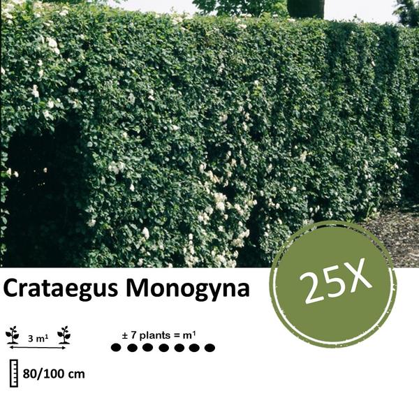 Crataegus Monogyna - Racine nue - 80/100 - 25x