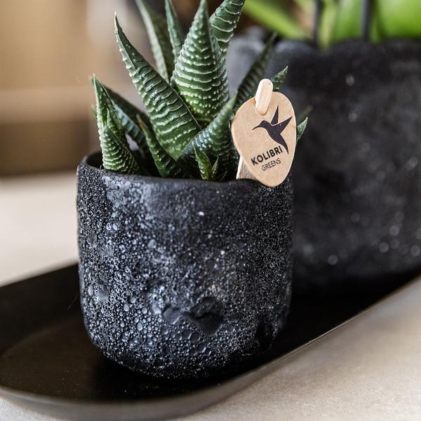 Compagnie des Colibris | Ensemble de plantes Home Hub petit | Orchidée Phalaenopsis orange Bolzano et succulentes avec pots décoratifs en céramique sur plateau noir