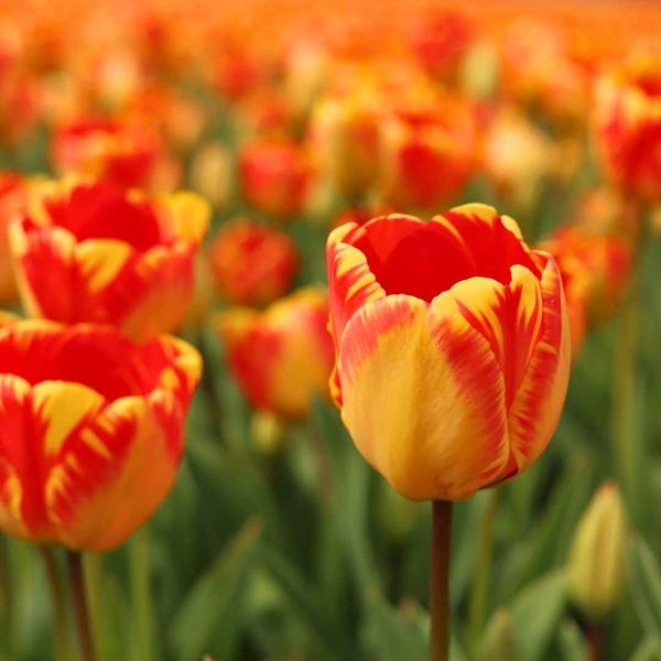 Bulbes à fleurs Amsterdam - Banja Luka - 15 bulbes à fleurs - Taille 12+