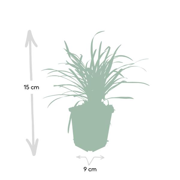 Liriope muscari 'Big Blue' - ↕10-25cm - Ø9cm - 6x