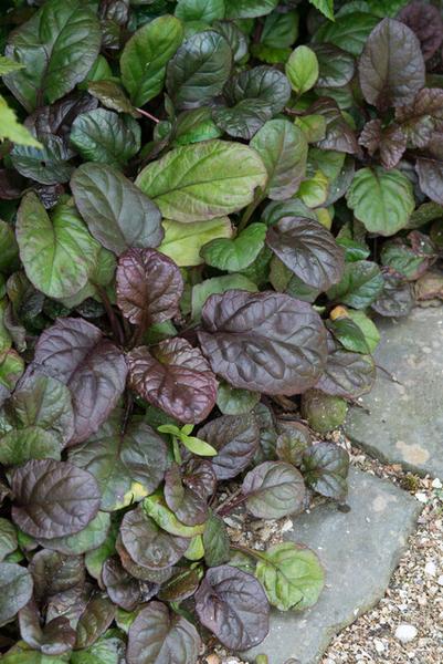 Ajuga reptans 'Catlin's Giant' - ↕10-25cm - Ø9cm - 60x