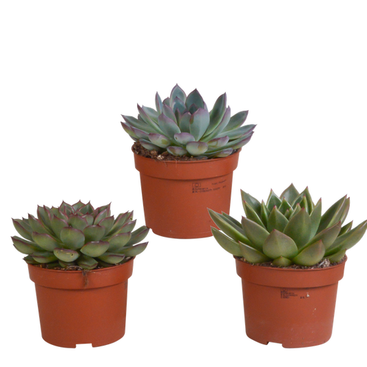 Echeveria mix 10.5 cm - 3x - zonder pot