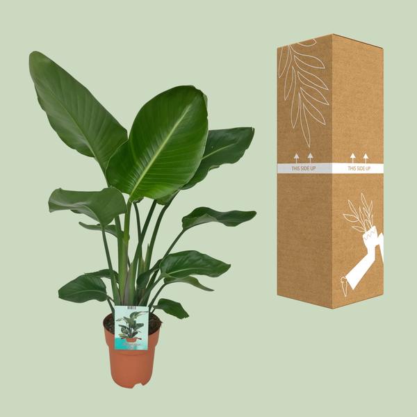 Strelitzia Nicolai - Plante Oiseau du Paradis - Ø19cm - ↕90cm