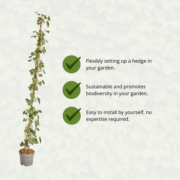 Hedera Hibernica - Lierre - Collé - ↨125 - 150 cm