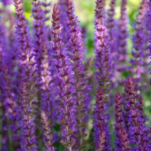 Salvia nem. 'Ostfriesland' - ↕10-25cm - Ø9cm - 60x