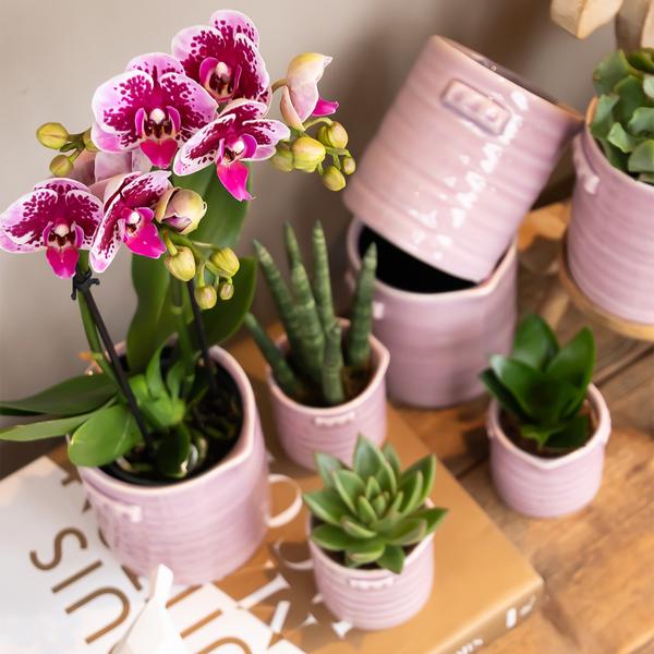 Orchidées colibris | Orchidée phalaenopsis violet rose - Salvador - taille du pot Ø9cm | plante d'intérieur à fleurs - fraîchement sortie du producteur