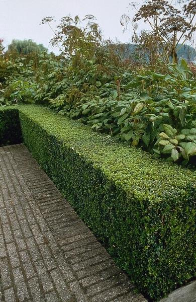 Ligustrum Ovalifolium - Racine nue - 60/80 - 75x