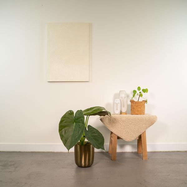 Alocasia Wentii - Ø19cm - ↕65cm + Pot Mayk Or