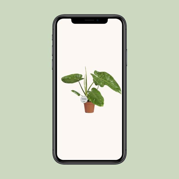 Philodendron José Buono - Ø15cm - ↕45cm