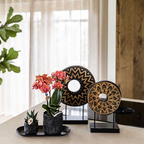 Compagnie des Colibris | Ensemble de plantes Home Hub petit | Orchidée Phalaenopsis orange Bolzano et succulentes avec pots décoratifs en céramique sur plateau noir
