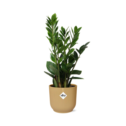 Zamioculcas – Hauteur 45-50 en ELHO Vibes Fold 14cm jaune