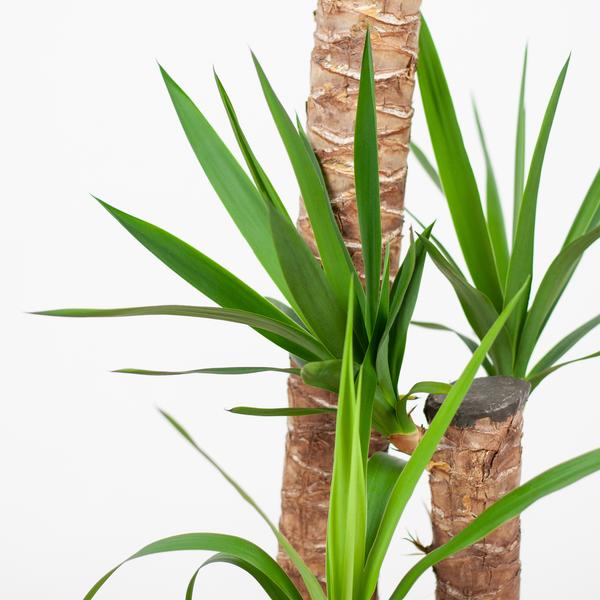 Yucca XL avec panier Torun - 125cm - Ø24
