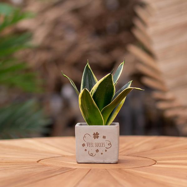 Congreetz® plantpots + Sansevieria | Veel succes