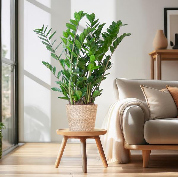 Zamioculcas Zamiifolia avec panier Sofia naturel - 80cm - Ø21