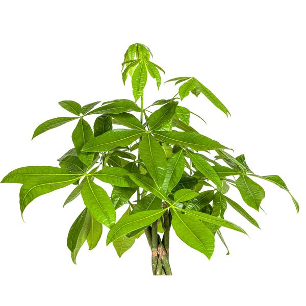 Pachira Aquatica Ø27cm - ↕140-150cm