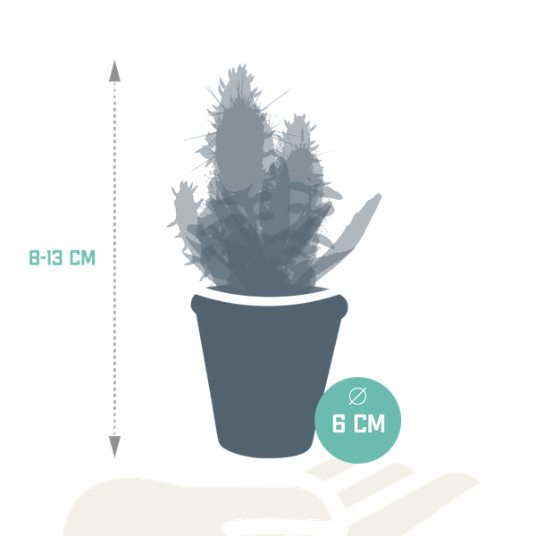 Cactus en vetplanten mix 5.5 cm | 15 stuks - in terracotta pot
