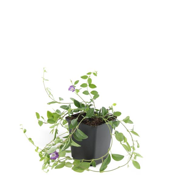 Vinca mineure 'Atropurpurea', - ↕10-25cm - Ø9cm - 40x