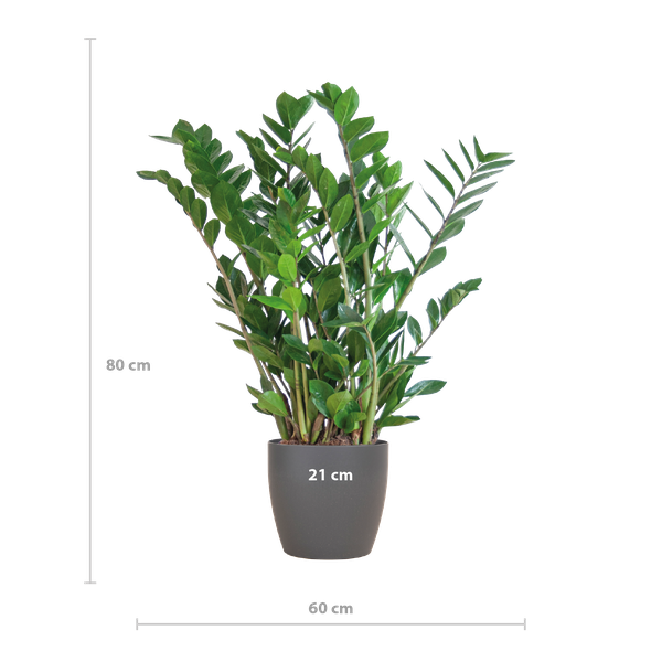 Zamioculcas Zamiifolia avec Viber gris - 80cm - Ø21