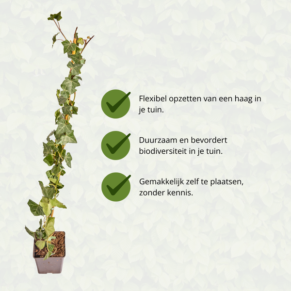 Hedera Hibernica - Lierre - Collé - ↨80 - 100 cm