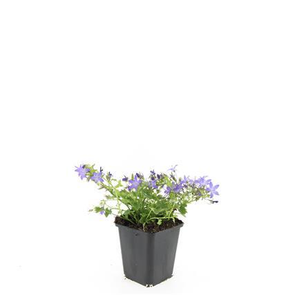 Campanula poscharskyana 'Stella' - ↕10-25cm - Ø9cm - 60x