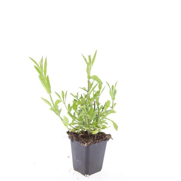 Verbena bonariensis - ↕10-25cm - Ø9cm - 60x