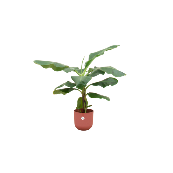 Offre combinée - Bananier (Musa) incluant elho Jazz Round rouge Ø23 - 100 cm